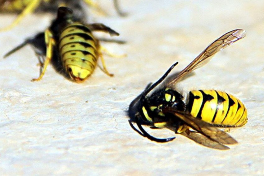 Yaban arılarının nesli küresel ısınma tehdidinde
