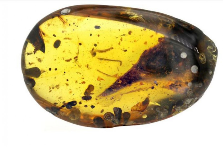 Dünyanın en küçük dinozoruna ait fosil keşfedildi