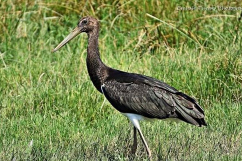 her yıl 15 bin kilometre uçun kuş mare