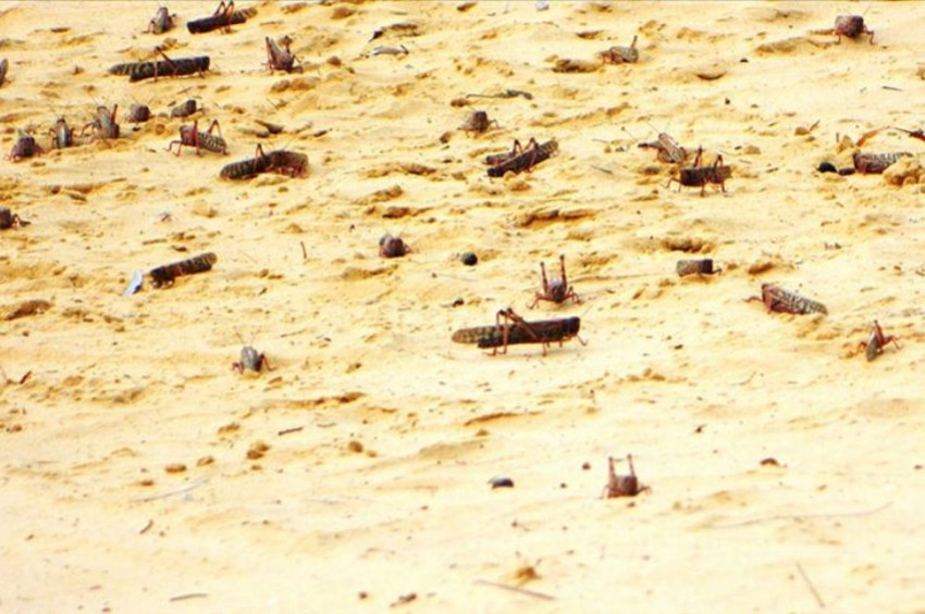 BM çekirge istilası uyarısı yaptı