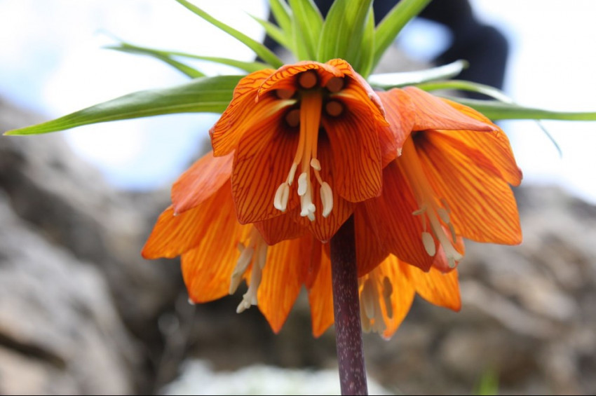 Ağlayan gelinler çiçek açtı