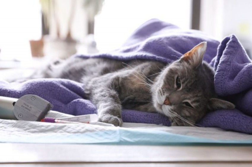 Ev kedilerinde koronavirüsü tespit edildi