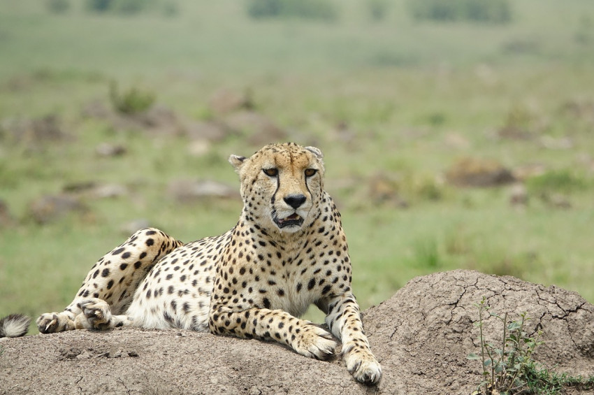 Çitaların nesli bir kaç yıl içinde kuruyabilir