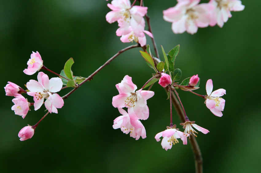 Nisan ayı burç yorumlarınız ve şifa kaynaklarınız
