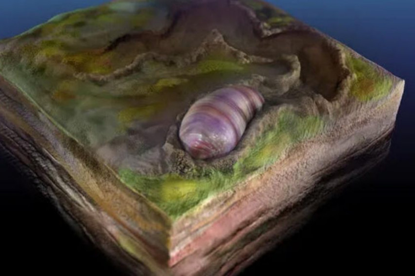 555 milyon yıllık canlı fosili keşfedildi