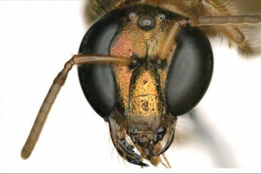 Yarısı erkek yarısı dişi arı keşfedildi