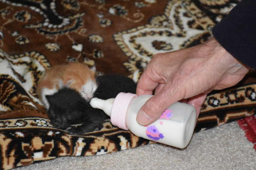 Mescide giren kedi yavrularına İmam sahip çıktı