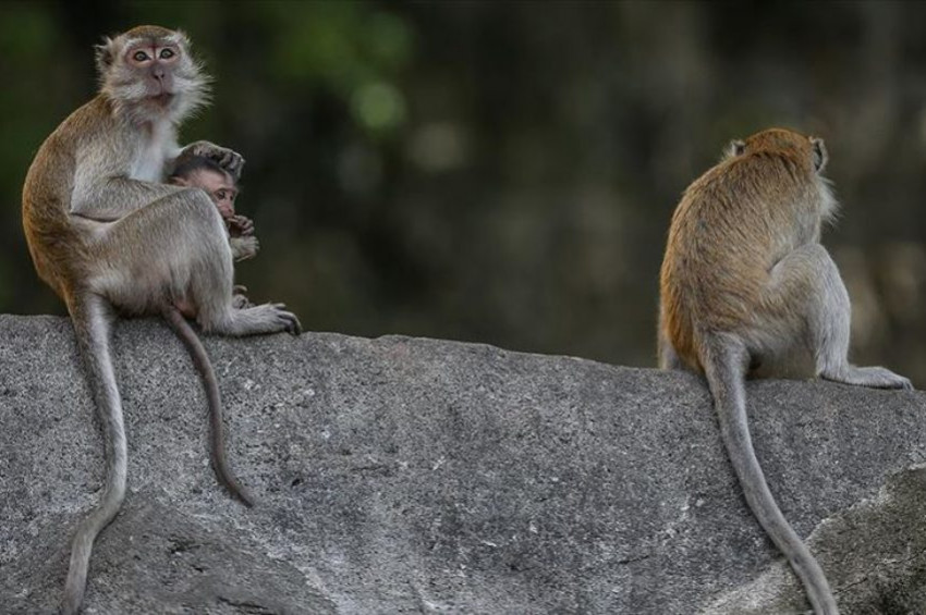 Sosyal mesafe maymunlarda da işe yaradı