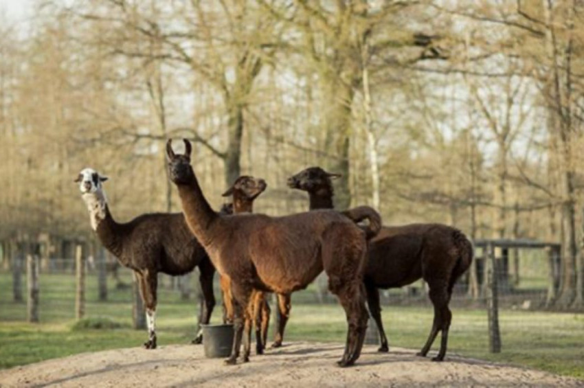 Lama Kış, koronavirüs aşısı için umut oldu