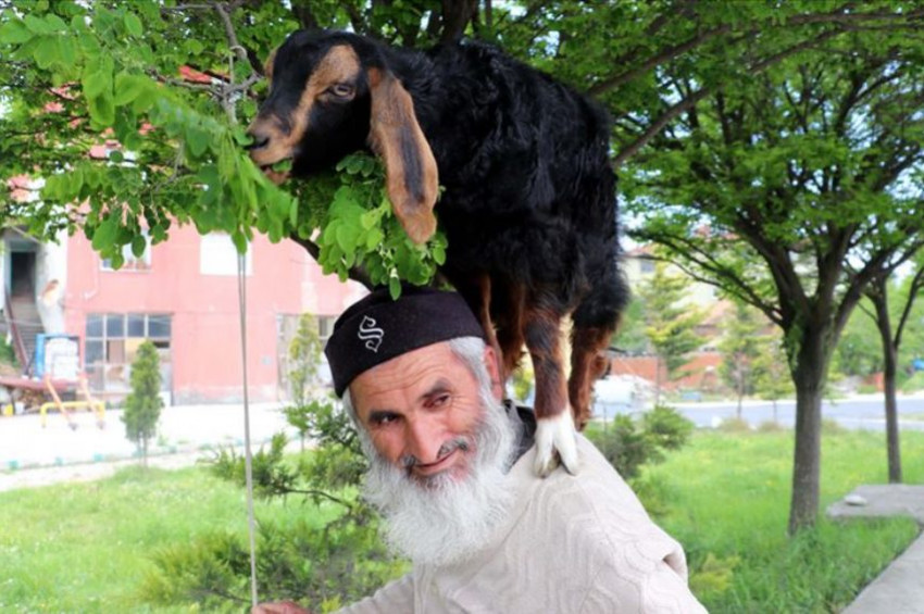 Keçilerini minibüsle gezdirip, sırtında otlatıyor