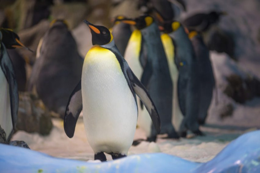 Kral penguenlerin dışkısı gülme gazı yayıyor