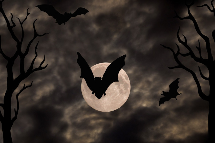 Yarasalarda 1.500e yakın koronavirüs türü saptadı