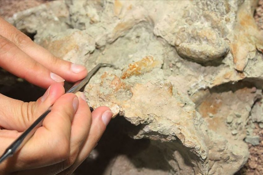 Dinozor çağında yaşayan memeli fosili bulundu