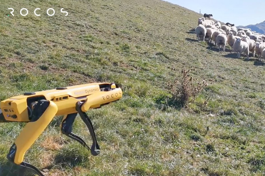 Boston Dynamicsin robot köpeği çoban oldu