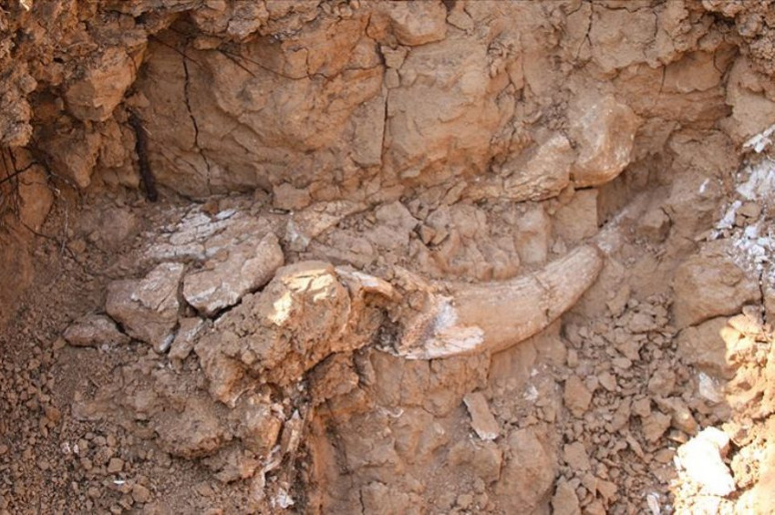 Meksikada mamut fosilleri bulundu