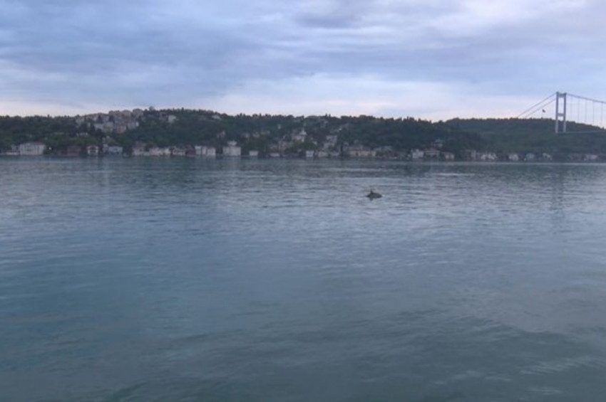 Sarıyer Sahilerinde Yunus balıkları tur attı