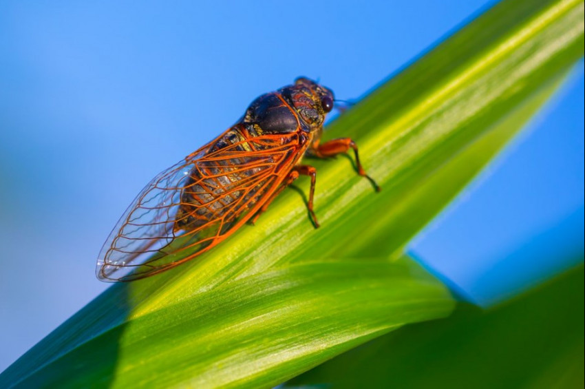 Ağustosböcekleri ABDde 2 eyaleti istila etti