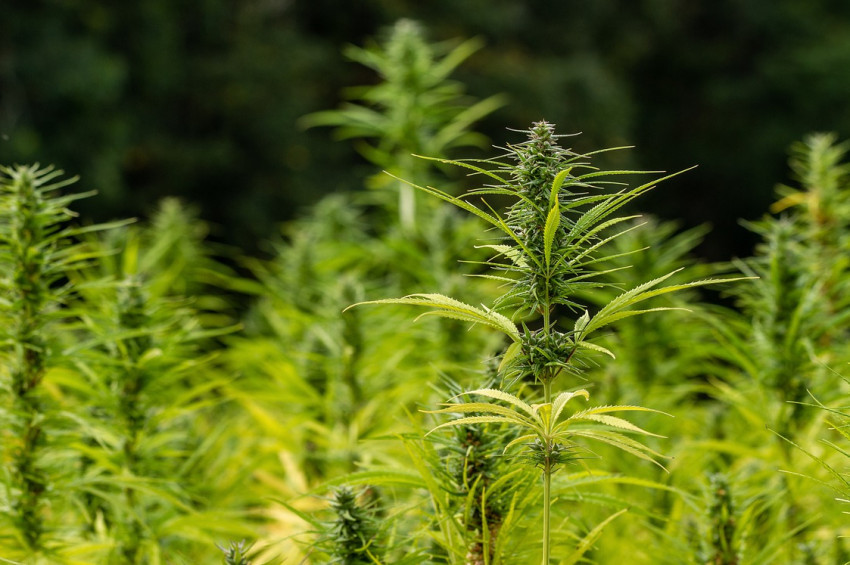 2700 yıl önce Yahudi ayininde kenevir yakılmış