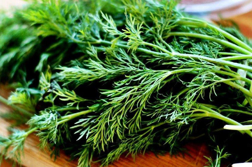 Dereotunun Faydaları