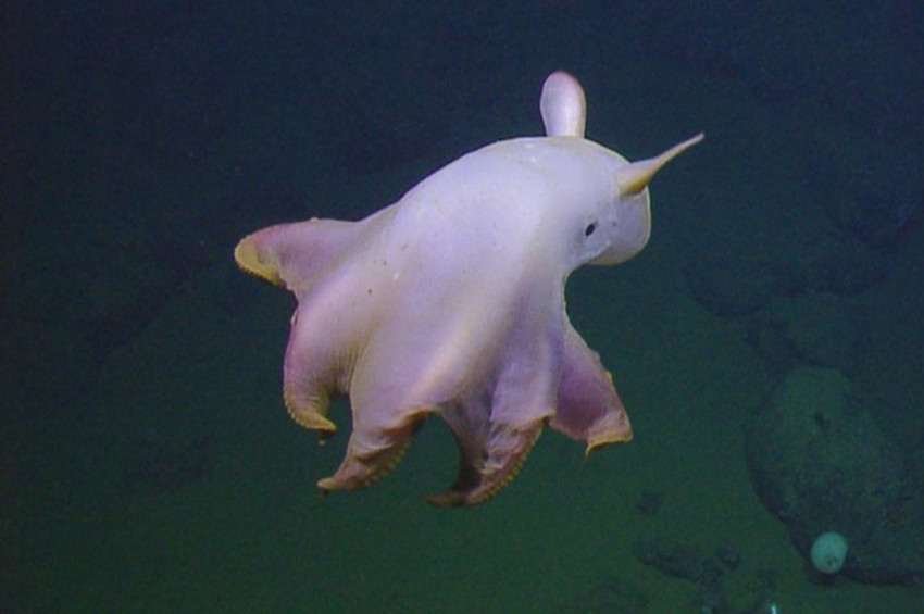 En derin yerde yaşayan ahtapot görüntülendi