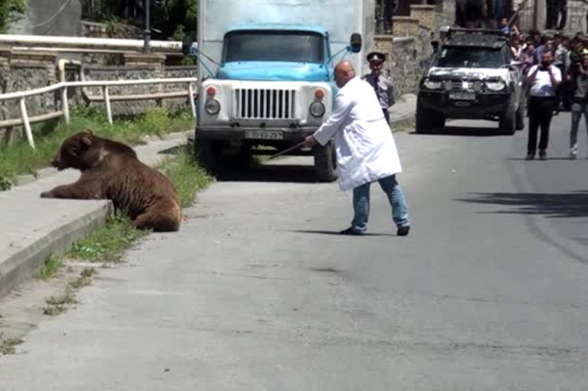Azerbaycanda boz ayı sokaklarda dolaştı