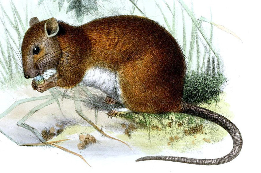 Sıçanların Koronavirüs Nedeniyle Aşırı Saldırganlaştığı Gözlemlendi