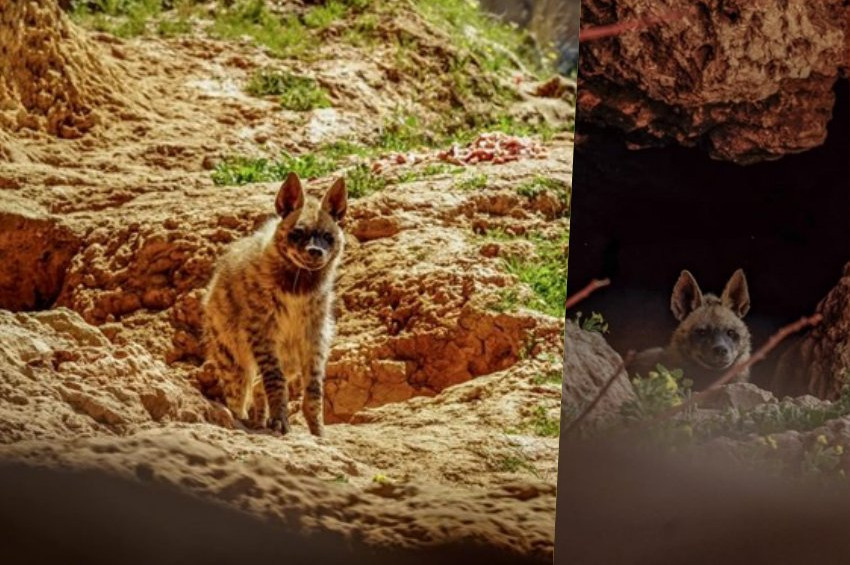 Adıyamanda çizgili sırtlan görüntülendi