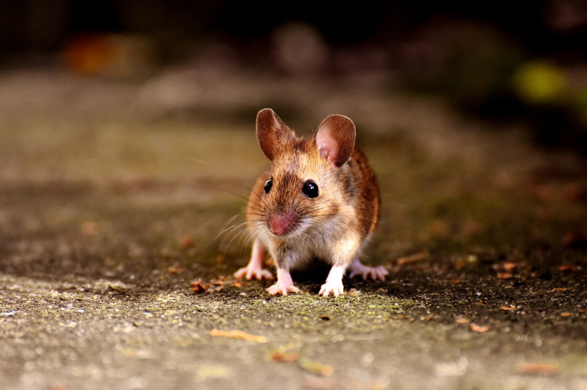 Farelerin de empati kurabildiği anlaşıldı