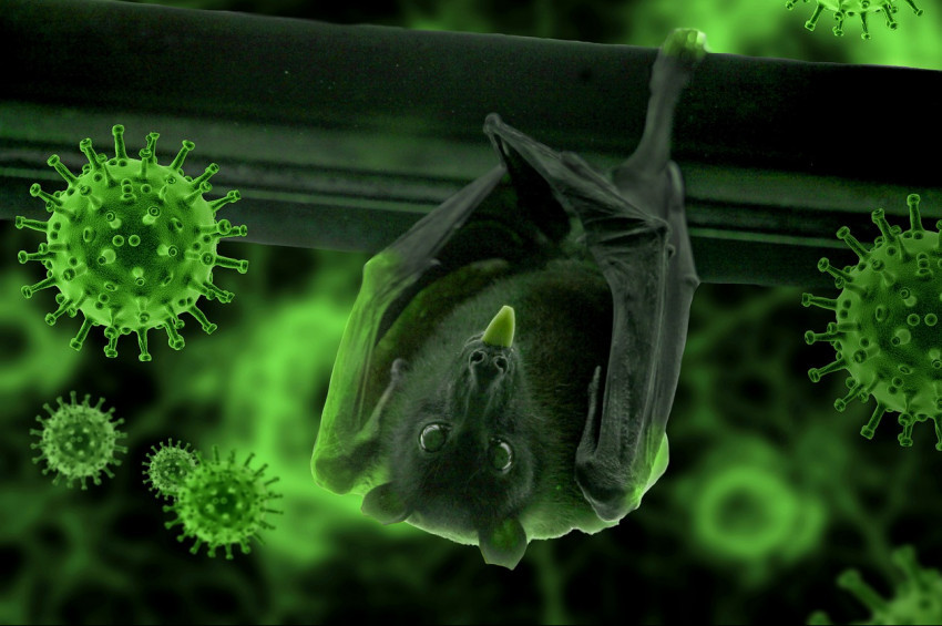 Mutasyon Koronavirüsleri zayıflatıyor olabilir