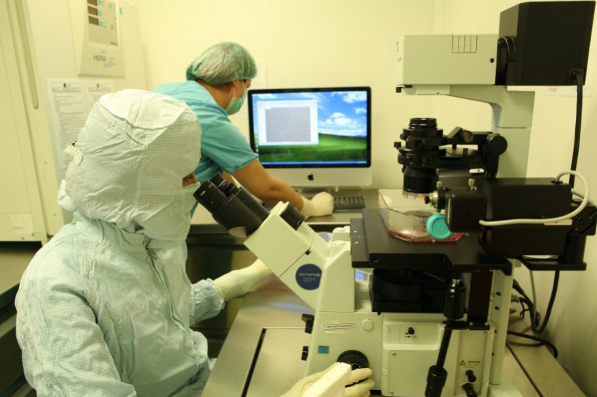 Tavuk Karası tedavisinde kök hücre umudu