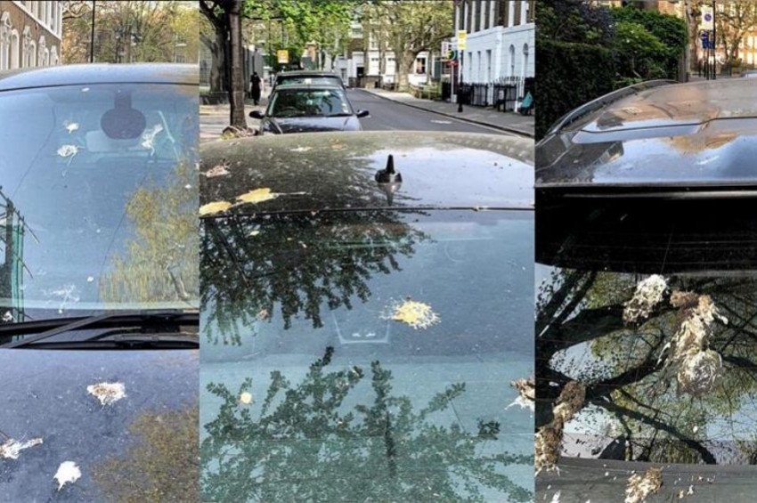 Araçtaki kuş pisliği nasıl temizlenmeli?