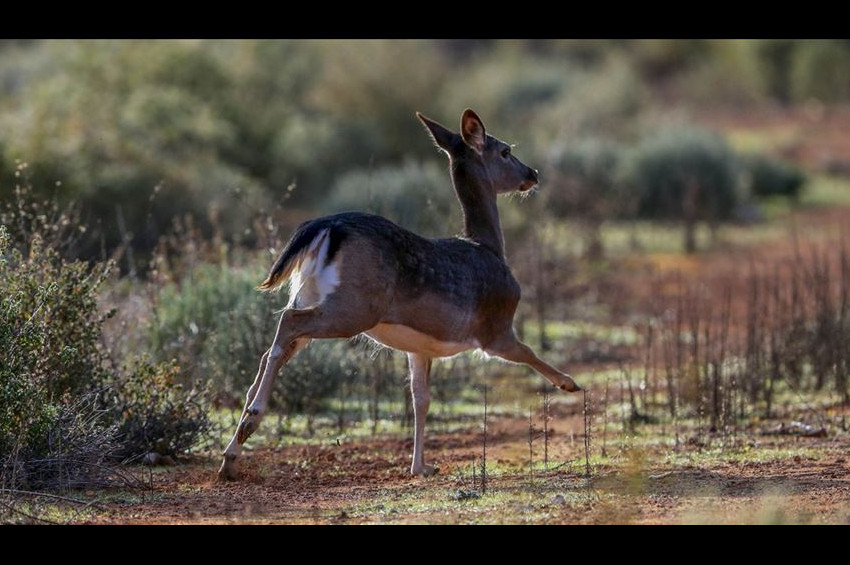 Alageyiklerin neslini kurtarma çabaları sürüyor