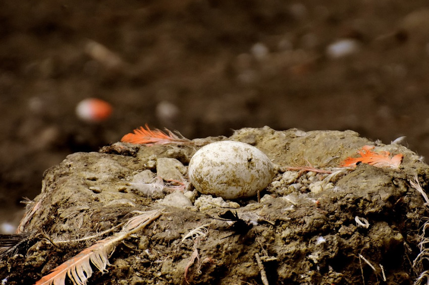 Yavru turnalar yumurtalarını çatlatmaya başladı