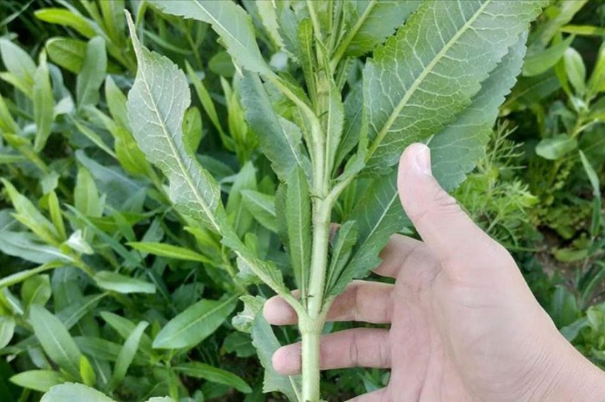 Pelemirden biyodizel üretilecek