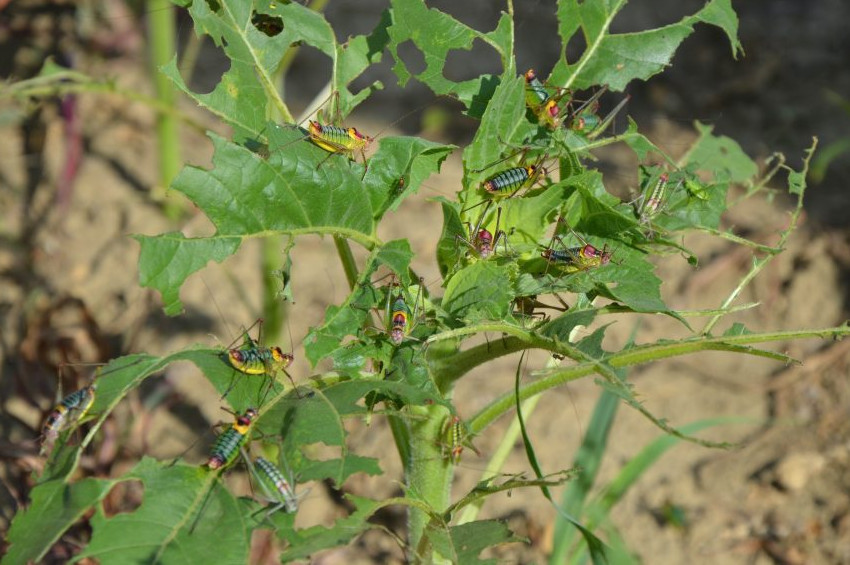 Çekirgeler ayçiçek tarlalarını istila etti