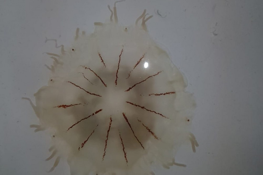 Antalyada zehirli bir yeni deniz anası türü keşfedildi