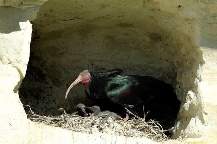 Nesli tehlikede olan kelaynakların sayısı çoğalıyor