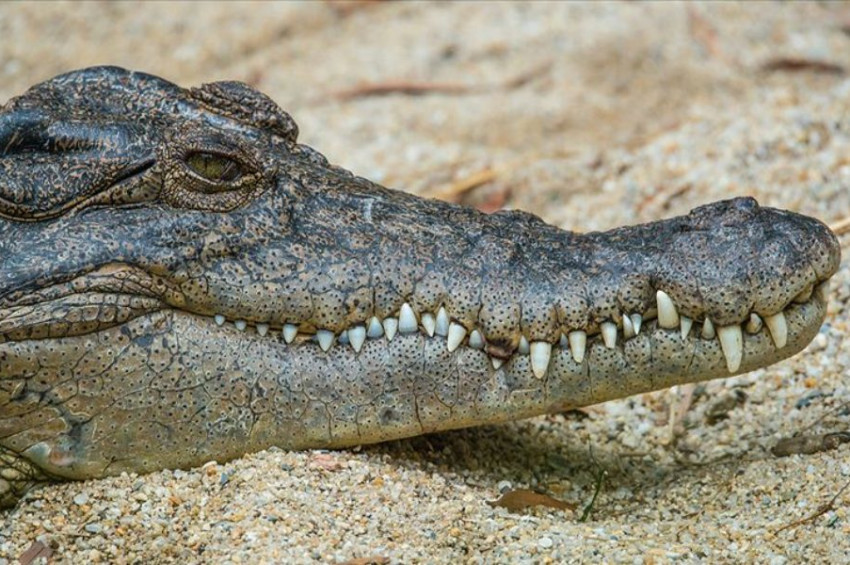 2 ayağı üzerinde yürüyebilen timsah fosili bulundu