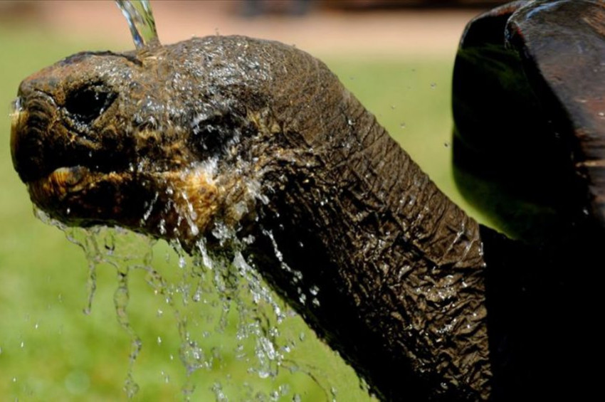 Türünün neslini kurtaran Kaplumbağa Diego emekli oldu