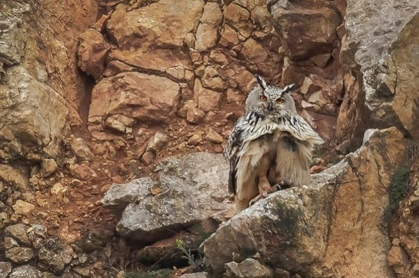 Puhu kuşu taş ocağı çalışanlarını tatile çıkardı