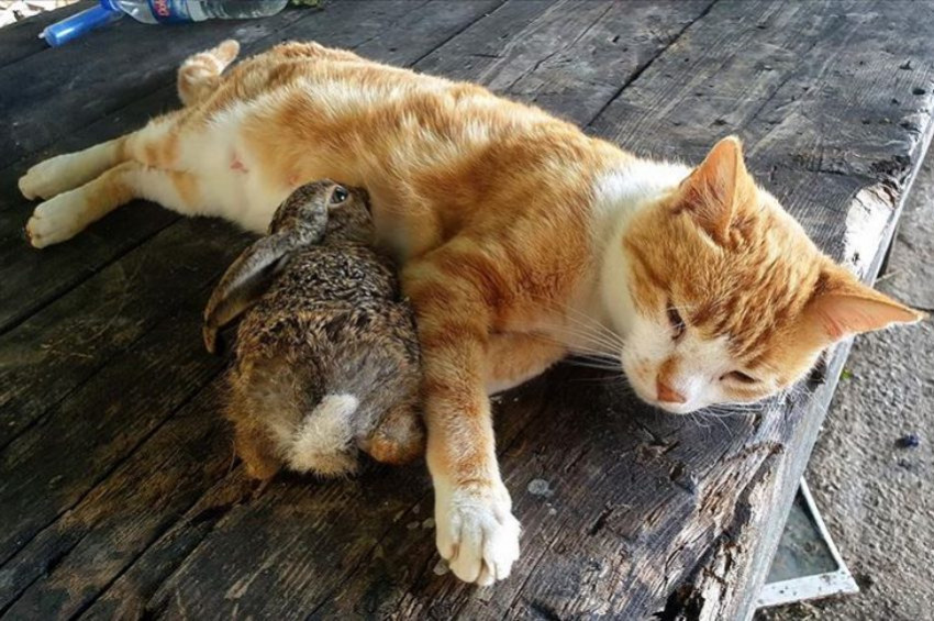 Tavşan yavrusunu emziren kedi