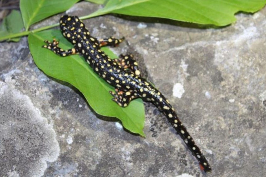 5 benekli semender korumaya alınacak