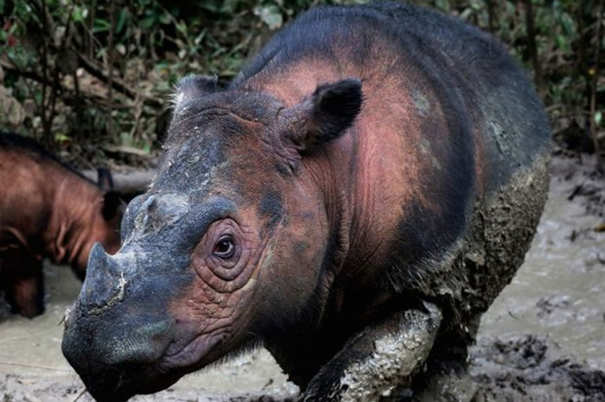 20 yıl içinde 500ü aşkın hayvan türü yok olabilir