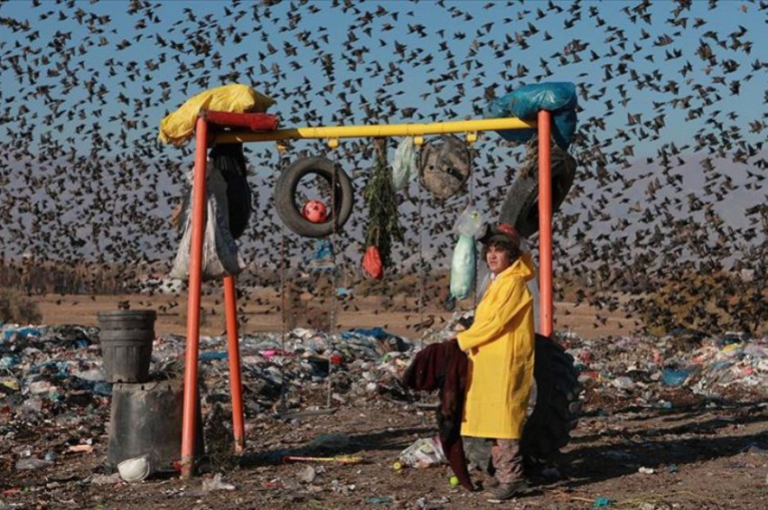 Çevre kirliliği 13 milyon türü tehdit ediyor