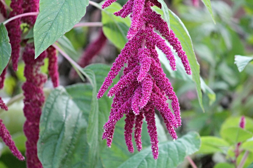 Horozibiğinin sağlığa faydaları nelerdir?