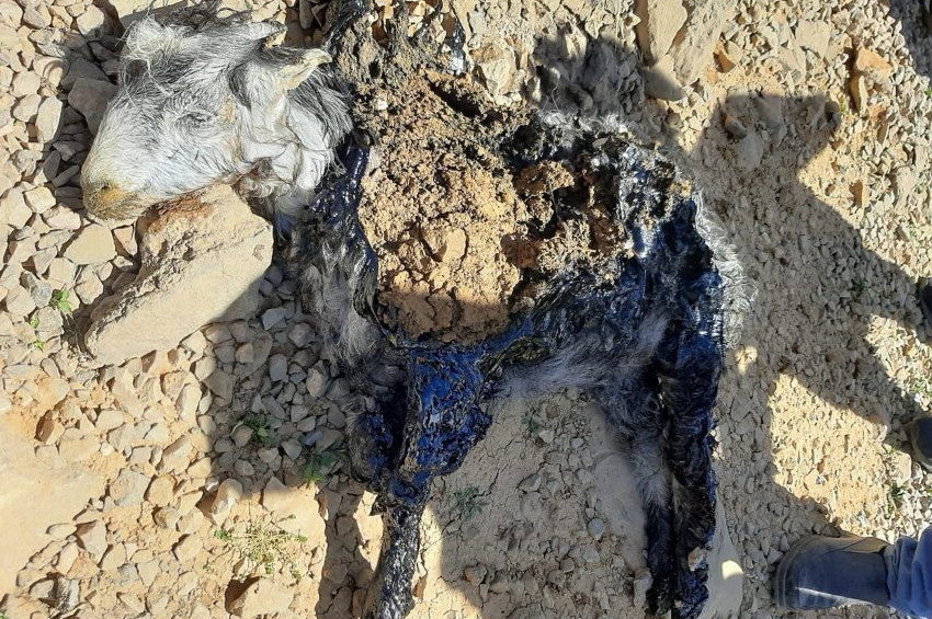 Talihsiz oğlak yola dökülen zifte yapıştı