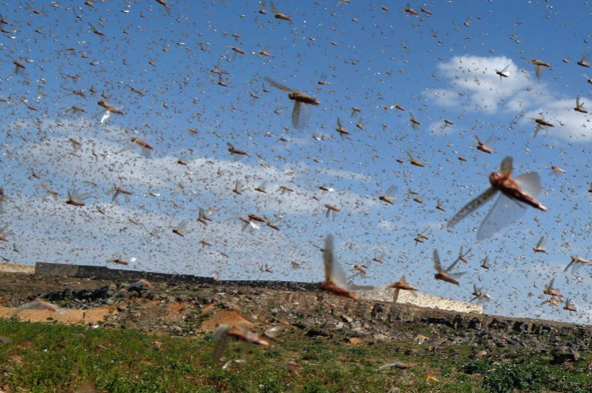 Çekirge istilasının sınırları genişliyor