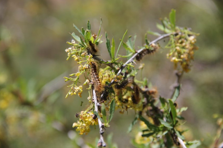 Sivasta tırtıl istilası
