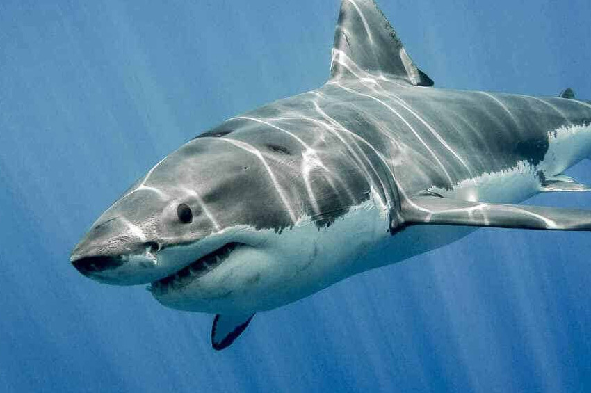 Büyük Beyaz Köpek Balıklarının Beslenmesiyle ilgili şaşırtan araştırma