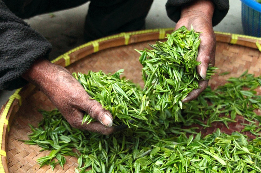 Kaçak çaylar Rize çayı diye satılıyor